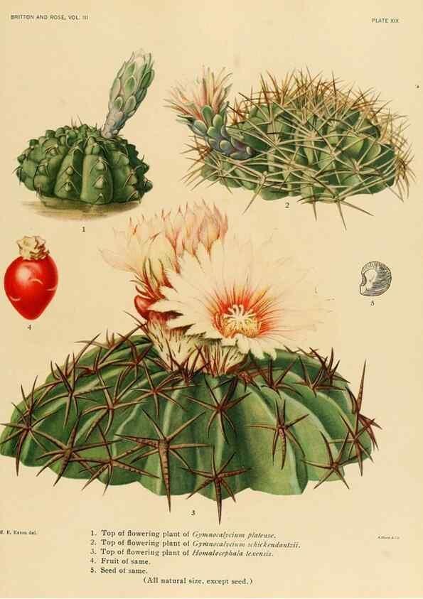 Reproducción/Reproduction 8567991727: The Cactaceae :. Washington :Carnegie Institution of Washington,1919-1923.