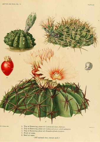 Reproducción/Reproduction 8567991727: The Cactaceae :. Washington :Carnegie Institution of Washington,1919-1923.