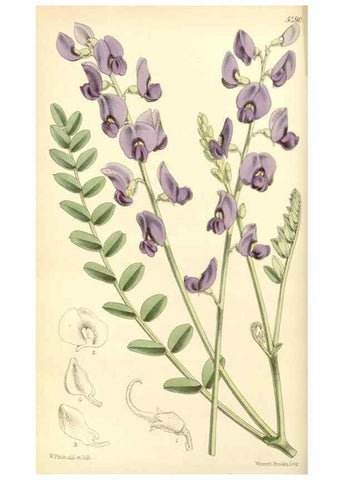 Reproducción/Reproduction 8568689789: Curtis's botanical magazine.. London ;New York [etc.] :Academic Press [etc.]