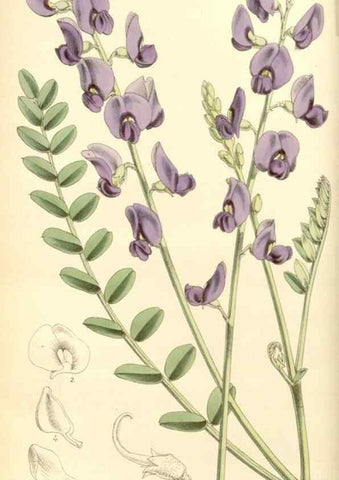 Reproducción/Reproduction 8568689789: Curtis's botanical magazine.. London ;New York [etc.] :Academic Press [etc.]