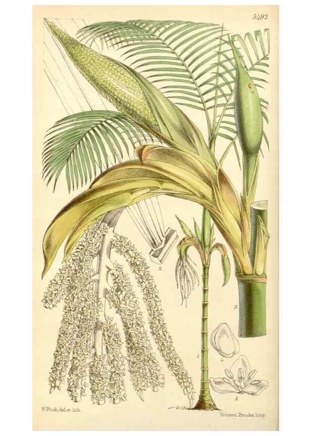 Reproducción/Reproduction 8569788990: Curtis's botanical magazine.. London ;New York [etc.] :Academic Press [etc.]