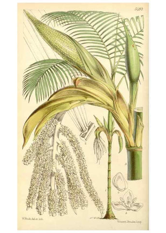 Reproducción/Reproduction 8569788990: Curtis's botanical magazine.. London ;New York [etc.] :Academic Press [etc.]
