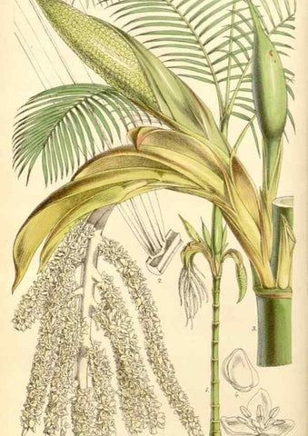 Reproducción/Reproduction 8569788990: Curtis's botanical magazine.. London ;New York [etc.] :Academic Press [etc.]