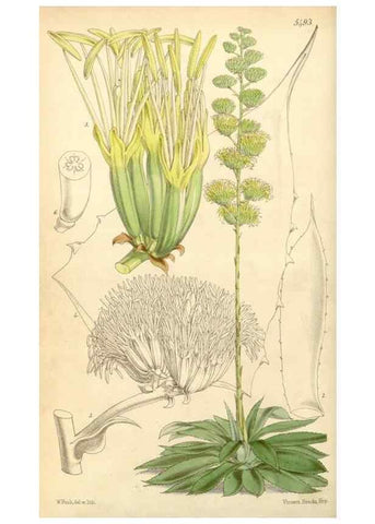 Reproducción/Reproduction 8569789824: Curtis's botanical magazine.. London ;New York [etc.] :Academic Press [etc.]