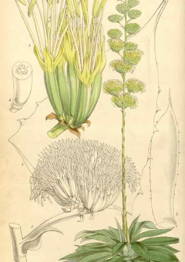 Reproducción/Reproduction 8569789824: Curtis's botanical magazine.. London ;New York [etc.] :Academic Press [etc.]