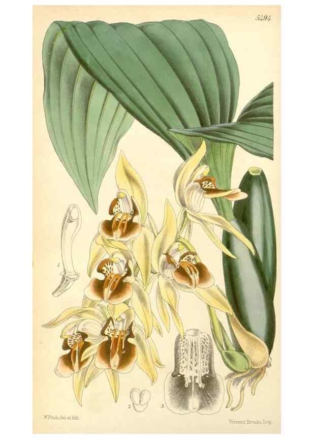 Reproducción/Reproduction 8569791006: Curtis's botanical magazine.. London ;New York [etc.] :Academic Press [etc.]