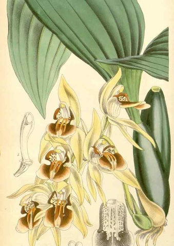 Reproducción/Reproduction 8569791006: Curtis's botanical magazine.. London ;New York [etc.] :Academic Press [etc.]