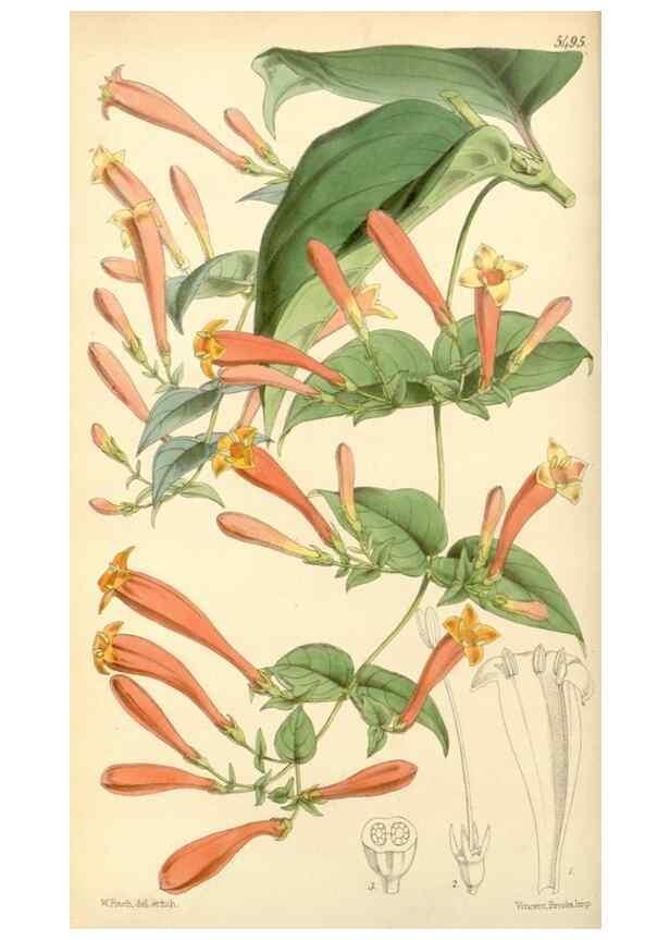 Reproducción/Reproduction 8568694549: Curtis's botanical magazine.. London ;New York [etc.] :Academic Press [etc.]