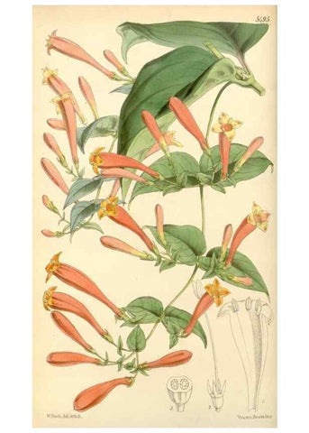 Reproducción/Reproduction 8568694549: Curtis's botanical magazine.. London ;New York [etc.] :Academic Press [etc.]