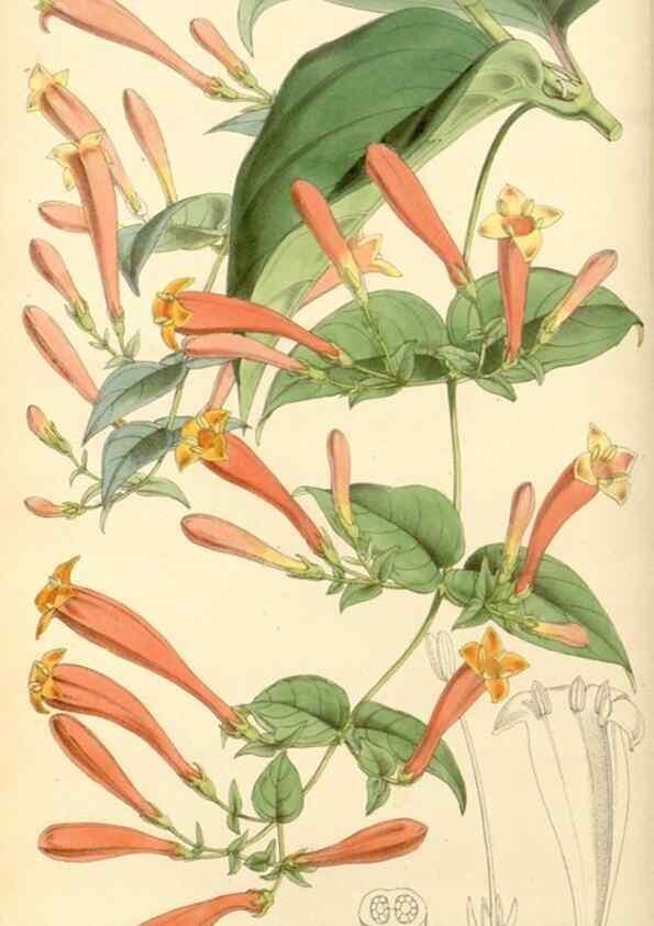 Reproducción/Reproduction 8568694549: Curtis's botanical magazine.. London ;New York [etc.] :Academic Press [etc.]