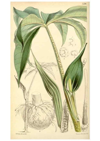Reproducción/Reproduction 8569793164: Curtis's botanical magazine.. London ;New York [etc.] :Academic Press [etc.]