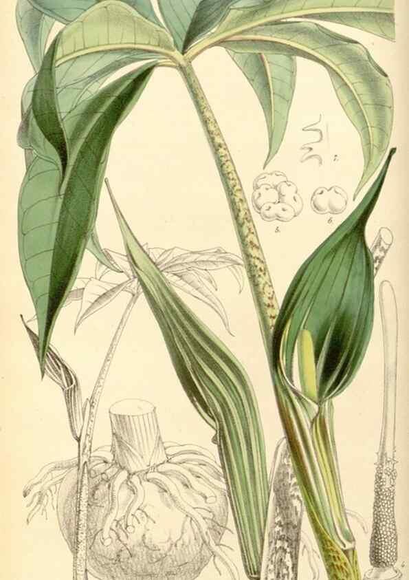 Reproducción/Reproduction 8569793164: Curtis's botanical magazine.. London ;New York [etc.] :Academic Press [etc.]