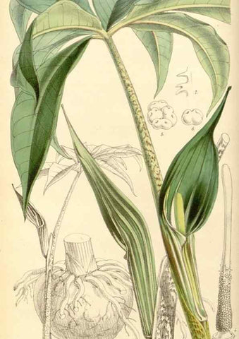 Reproducción/Reproduction 8569793164: Curtis's botanical magazine.. London ;New York [etc.] :Academic Press [etc.]