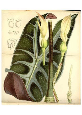 Reproducción/Reproduction 8568696699: Curtis's botanical magazine.. London ;New York [etc.] :Academic Press [etc.]