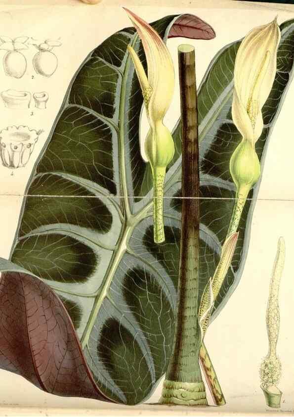 Reproducción/Reproduction 8568696699: Curtis's botanical magazine.. London ;New York [etc.] :Academic Press [etc.]