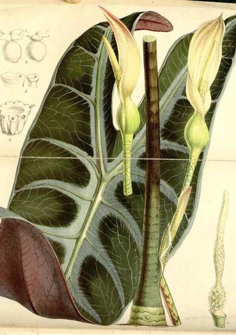 Reproducción/Reproduction 8568696699: Curtis's botanical magazine.. London ;New York [etc.] :Academic Press [etc.]
