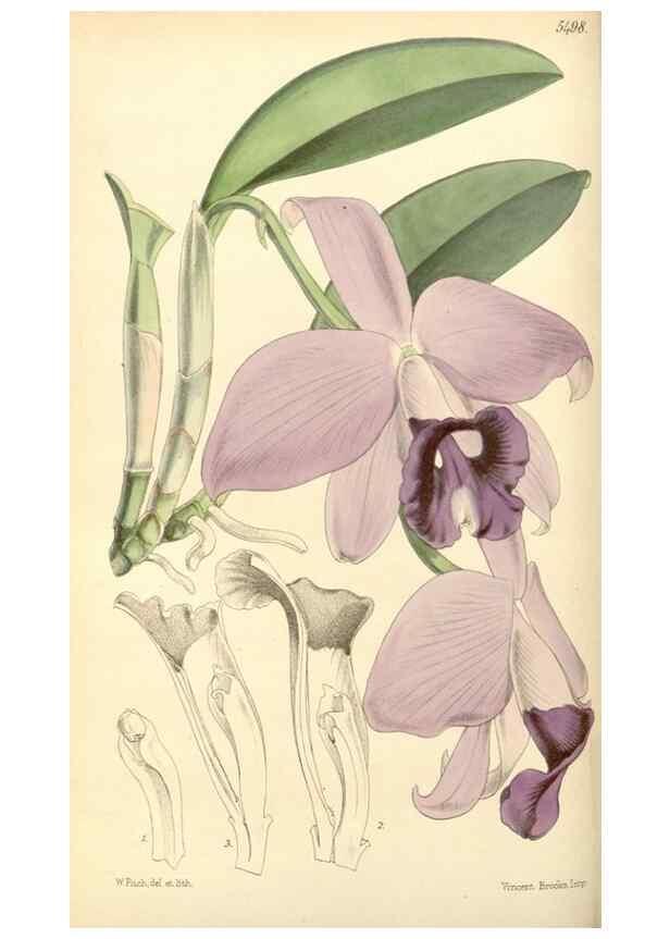 Reproducción/Reproduction 8569794924: Curtis's botanical magazine.. London ;New York [etc.] :Academic Press [etc.]