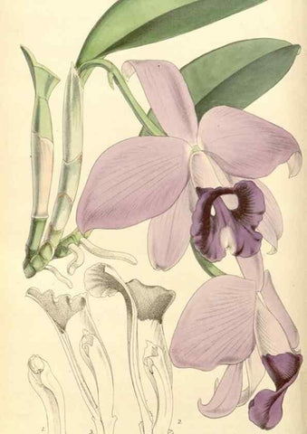 Reproducción/Reproduction 8569794924: Curtis's botanical magazine.. London ;New York [etc.] :Academic Press [etc.]
