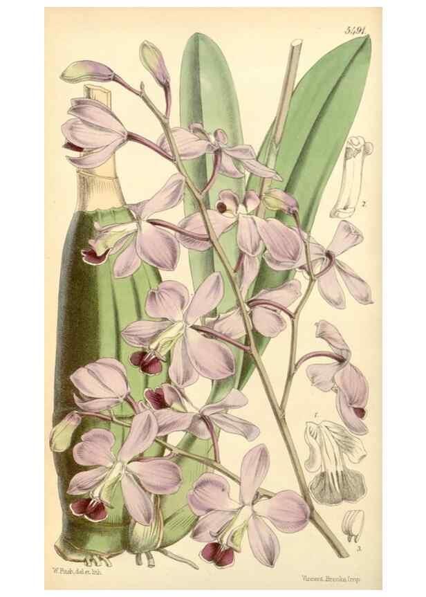 Reproducción/Reproduction 8568690591: Curtis's botanical magazine.. London ;New York [etc.] :Academic Press [etc.]