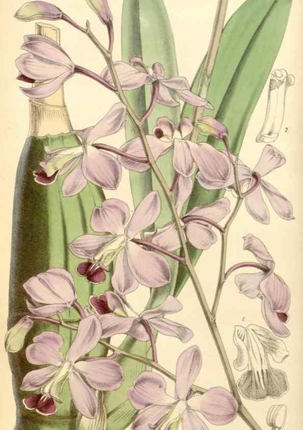 Reproducción/Reproduction 8568690591: Curtis's botanical magazine.. London ;New York [etc.] :Academic Press [etc.]