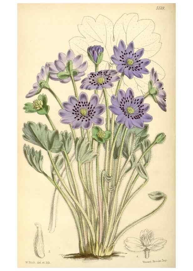 Reproducción/Reproduction 8569812556: Curtis's botanical magazine.. London ;New York [etc.] :Academic Press [etc.]