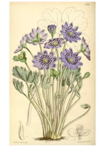 Reproducción/Reproduction 8569812556: Curtis's botanical magazine.. London ;New York [etc.] :Academic Press [etc.]