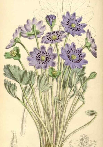 Reproducción/Reproduction 8569812556: Curtis's botanical magazine.. London ;New York [etc.] :Academic Press [etc.]