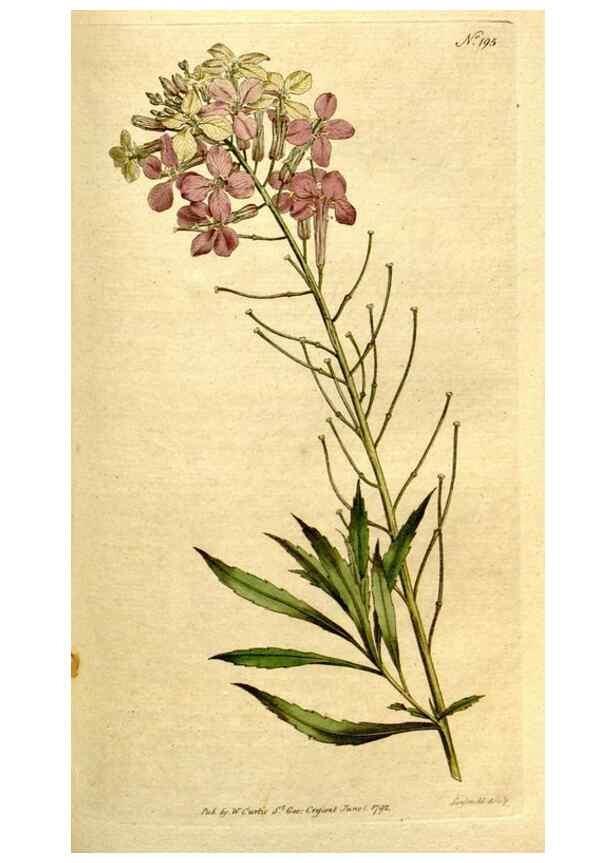 Reproducción/Reproduction 8560614590: The Botanical magazine, or, Flower-garden displayed ... /. [S.l. :s.n.],1790-1800 ;