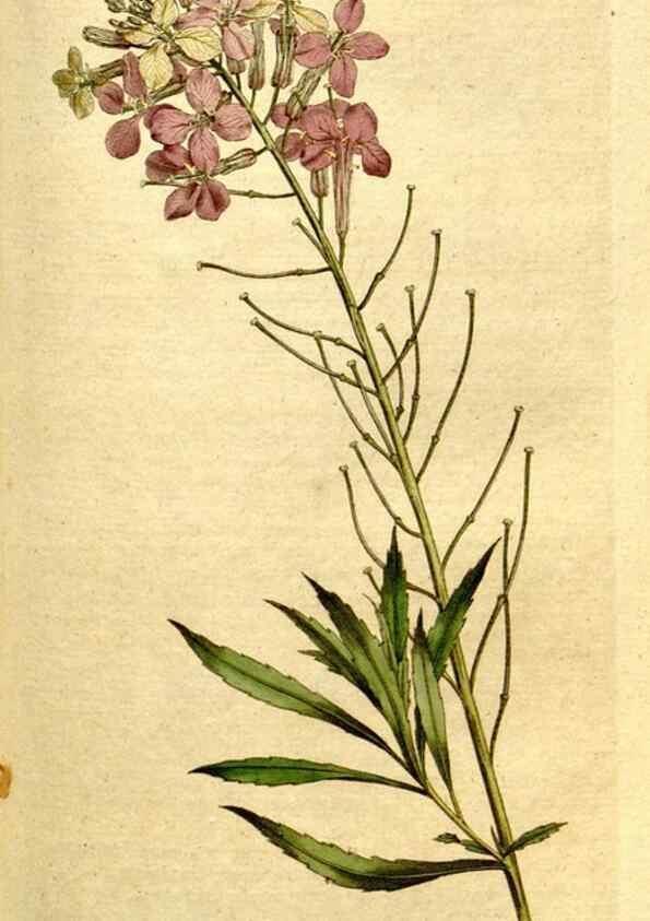 Reproducción/Reproduction 8560614590: The Botanical magazine, or, Flower-garden displayed ... /. [S.l. :s.n.],1790-1800 ;