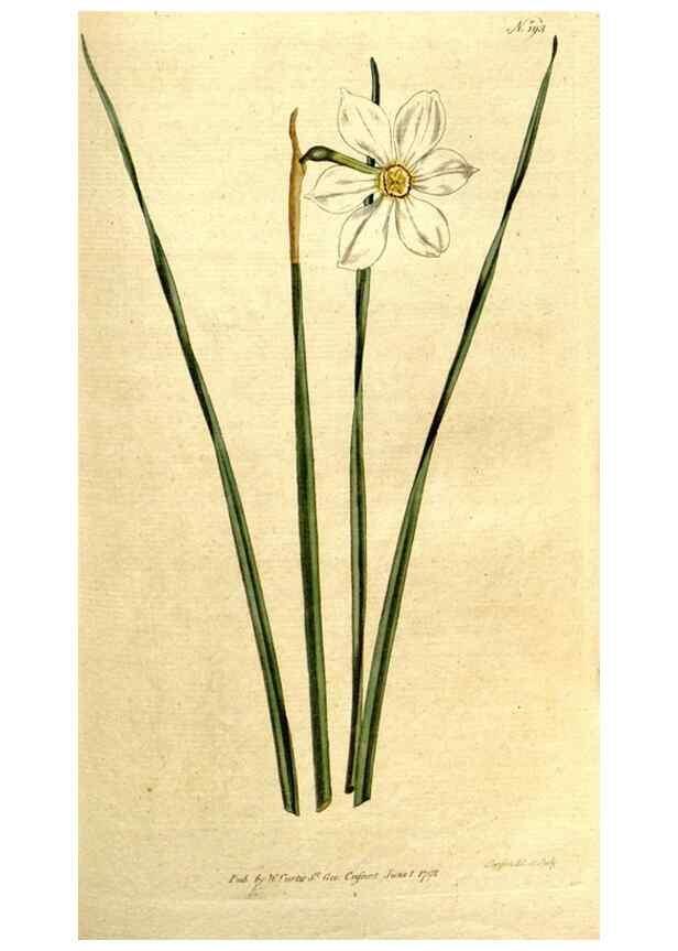 Reproducción/Reproduction 8560613360: The Botanical magazine, or, Flower-garden displayed ... /. [S.l. :s.n.],1790-1800 ;