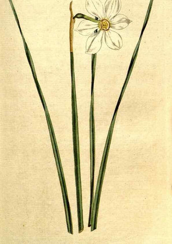 Reproducción/Reproduction 8560613360: The Botanical magazine, or, Flower-garden displayed ... /. [S.l. :s.n.],1790-1800 ;