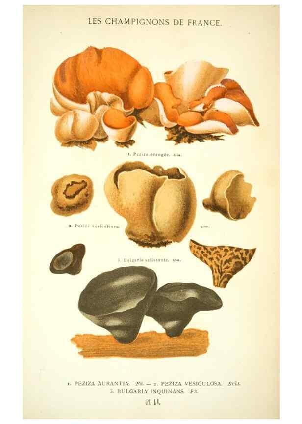 Reproducción/Reproduction 8559825976: Les champignons de la France :. Paris :J. Rothschild,1870.