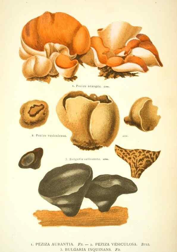 Reproducción/Reproduction 8559825976: Les champignons de la France :. Paris :J. Rothschild,1870.