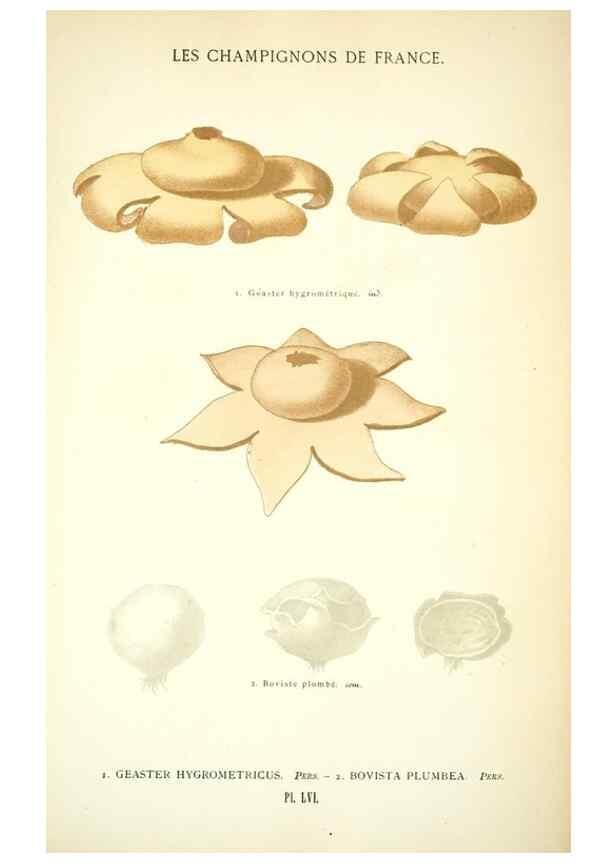Reproducción/Reproduction 8559826260: Les champignons de la France :. Paris :J. Rothschild,1870.