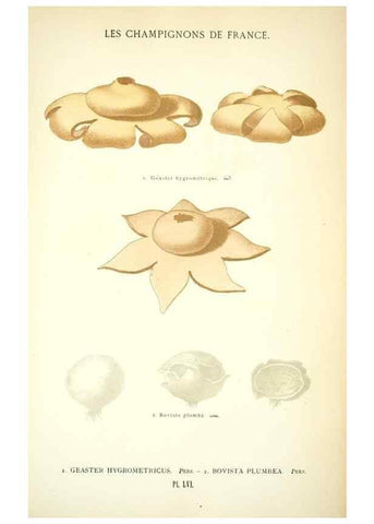 Reproducción/Reproduction 8559826260: Les champignons de la France :. Paris :J. Rothschild,1870.