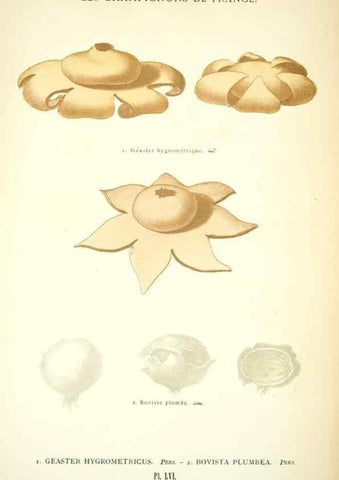 Reproducción/Reproduction 8559826260: Les champignons de la France :. Paris :J. Rothschild,1870.