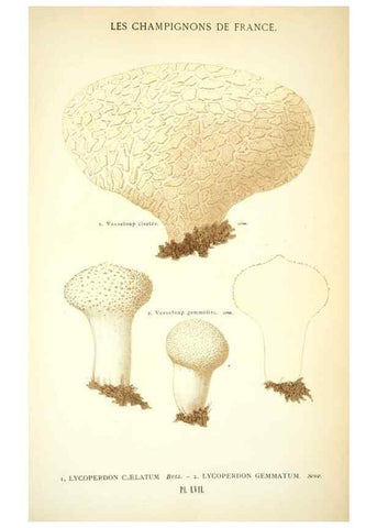 Reproducción/Reproduction 8559826622: Les champignons de la France :. Paris :J. Rothschild,1870.