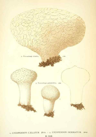 Reproducción/Reproduction 8559826622: Les champignons de la France :. Paris :J. Rothschild,1870.