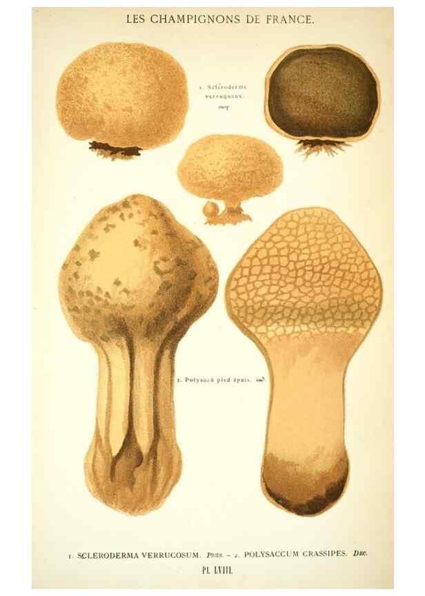 Reproducción/Reproduction 8558719253: Les champignons de la France :. Paris :J. Rothschild,1870.