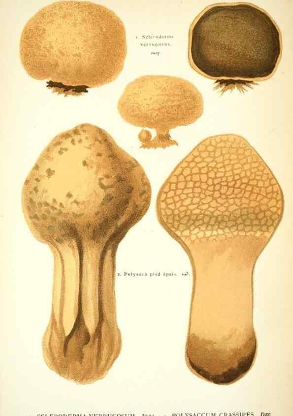 Reproducción/Reproduction 8558719253: Les champignons de la France :. Paris :J. Rothschild,1870.