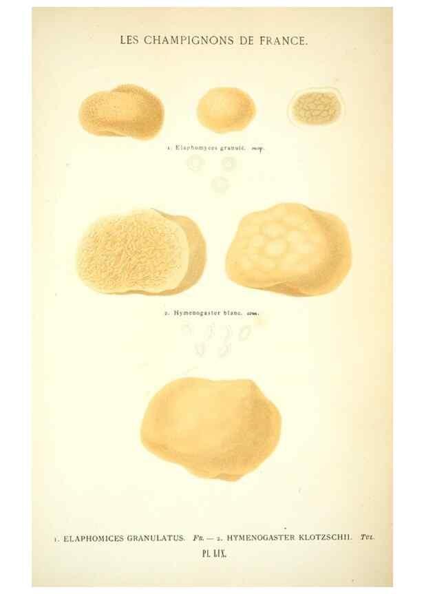 Reproducción/Reproduction 8558719469: Les champignons de la France :. Paris :J. Rothschild,1870.