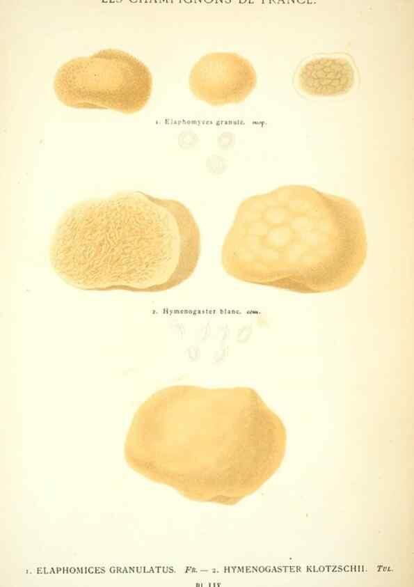 Reproducción/Reproduction 8558719469: Les champignons de la France :. Paris :J. Rothschild,1870.