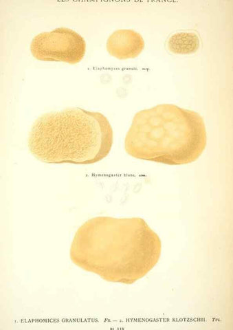 Reproducción/Reproduction 8558719469: Les champignons de la France :. Paris :J. Rothschild,1870.
