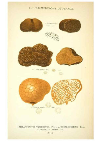 Reproducción/Reproduction 8558719683: Les champignons de la France :. Paris :J. Rothschild,1870.