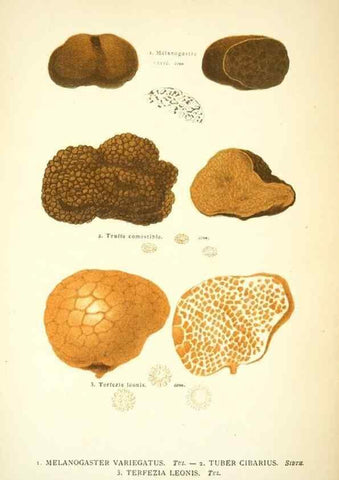 Reproducción/Reproduction 8558719683: Les champignons de la France :. Paris :J. Rothschild,1870.