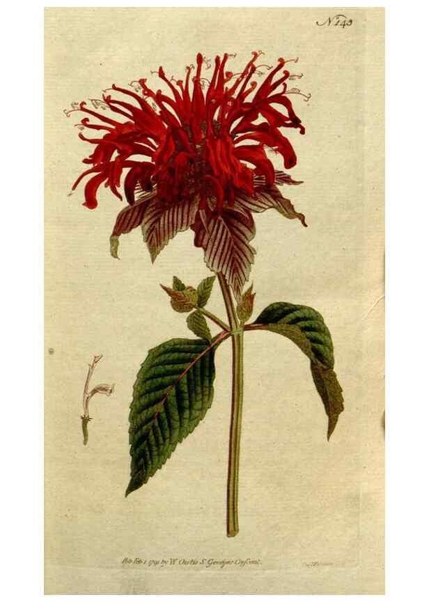 Reproducción/Reproduction 8560580770: The Botanical magazine, or, Flower-garden displayed ... /. [S.l. :s.n.],1790-1800 ;