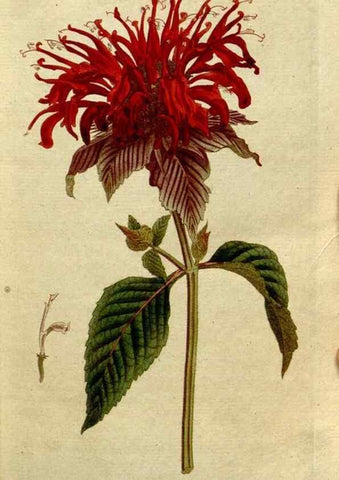 Reproducción/Reproduction 8560580770: The Botanical magazine, or, Flower-garden displayed ... /. [S.l. :s.n.],1790-1800 ;