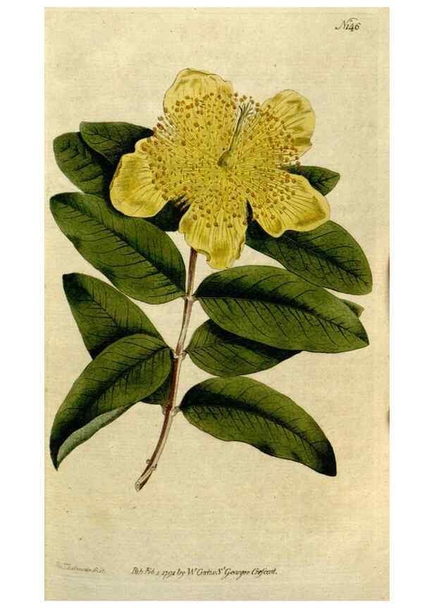 Reproducción/Reproduction 8560581358: The Botanical magazine, or, Flower-garden displayed ... /. [S.l. :s.n.],1790-1800 ;