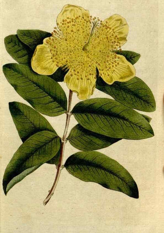 Reproducción/Reproduction 8560581358: The Botanical magazine, or, Flower-garden displayed ... /. [S.l. :s.n.],1790-1800 ;