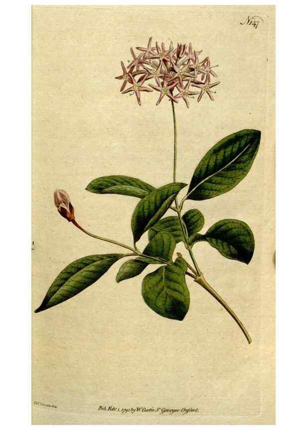 Reproducción/Reproduction 8560582068: The Botanical magazine, or, Flower-garden displayed ... /. [S.l. :s.n.],1790-1800 ;